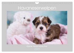 Havaneserwelpen - Kleine Herzensbrecher (Wandkalender 2024 DIN A4 quer), CALVENDO Monatskalender