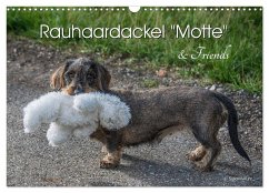 Rauhaardackel Motte & Friends (Wandkalender 2024 DIN A3 quer), CALVENDO Monatskalender