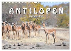 Antilopen, schön und schnell (Wandkalender 2024 DIN A3 quer), CALVENDO Monatskalender