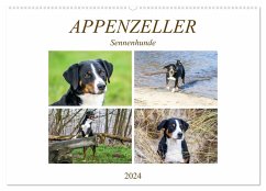 Appenzeller Sennenhunde (Wandkalender 2024 DIN A2 quer), CALVENDO Monatskalender - Schnellewelten