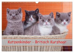 Katzenkinder Britisch Kurzhaar (Wandkalender 2024 DIN A3 quer), CALVENDO Monatskalender
