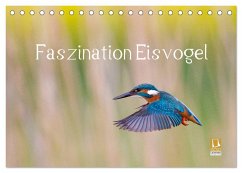 Faszination Eisvogel (Tischkalender 2024 DIN A5 quer), CALVENDO Monatskalender - Martin, Wilfried