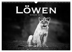 Löwen schwarz weiß (Wandkalender 2024 DIN A3 quer), CALVENDO Monatskalender