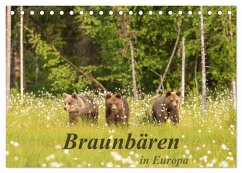 Braunbären in Europa (Tischkalender 2024 DIN A5 quer), CALVENDO Monatskalender