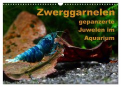 Zwerggarnelen - gepanzerte Juwelen im Aquarium (Wandkalender 2024 DIN A3 quer), CALVENDO Monatskalender