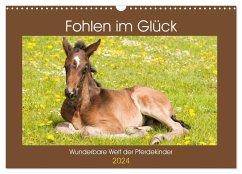 Fohlen im Glück - Wunderbare Welt der Pferdekinder (Wandkalender 2024 DIN A3 quer), CALVENDO Monatskalender - Bölts, Meike