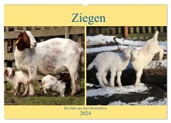 Ziegen - Die Stars aus dem Streichelzoo (Wandkalender 2024 DIN A2 quer), CALVENDO Monatskalender