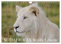 SÜDAFRIKAS Weiße Löwen (Wandkalender 2024 DIN A4 quer), CALVENDO Monatskalender