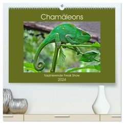 Chamäleons - faszinierende Freak Show (hochwertiger Premium Wandkalender 2024 DIN A2 quer), Kunstdruck in Hochglanz