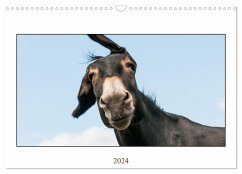 Esel Lebensfreude - Spaß mit Langohren (Wandkalender 2024 DIN A3 quer), CALVENDO Monatskalender