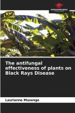 The antifungal effectiveness of plants on Black Rays Disease