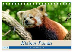 Kleiner Panda auf Entdeckungstour (Tischkalender 2024 DIN A5 quer), CALVENDO Monatskalender - Hebgen, Peter