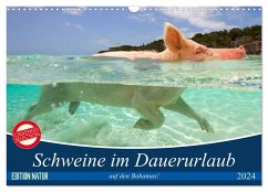 Schweine im Dauerurlaub auf den Bahamas! (Wandkalender 2024 DIN A3 quer), CALVENDO Monatskalender - Stanzer, Elisabeth