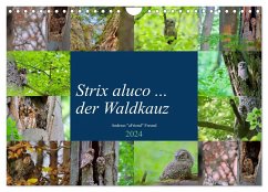 Strix aluco ... der Waldkauz (Wandkalender 2024 DIN A4 quer), CALVENDO Monatskalender