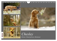 Chesley Kleiner Hund Grosses Abenteuer (Wandkalender 2024 DIN A4 quer), CALVENDO Monatskalender - Bea Müller, Hundfotografin