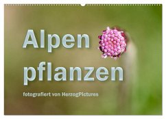 Alpenpflanzen fotografiert von HerzogPictures (Wandkalender 2024 DIN A2 quer), CALVENDO Monatskalender