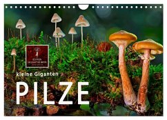 Pilze - kleine Giganten (Wandkalender 2024 DIN A4 quer), CALVENDO Monatskalender