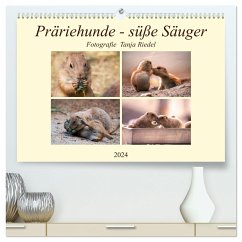 Präriehunde - süße Säuger (hochwertiger Premium Wandkalender 2024 DIN A2 quer), Kunstdruck in Hochglanz