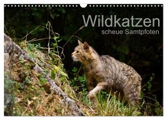 Wildkatzen - scheue Samtpfoten (Wandkalender 2024 DIN A3 quer), CALVENDO Monatskalender