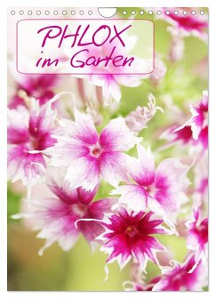 Phlox im Garten (Wandkalender 2024 DIN A4 hoch), CALVENDO Monatskalender - Kruse, Gisela