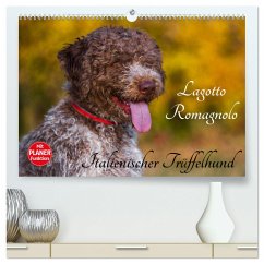 Lagotto Romagnolo - Italienischer Trüffelhund (hochwertiger Premium Wandkalender 2024 DIN A2 quer), Kunstdruck in Hochglanz - Starick, Sigrid
