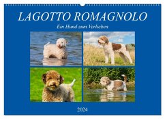 Lagotto Romagnolo - Ein Hund zum Verlieben (Wandkalender 2024 DIN A2 quer), CALVENDO Monatskalender