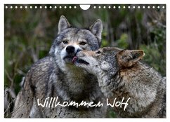 Willkommen Wolf (Wandkalender 2024 DIN A4 quer), CALVENDO Monatskalender