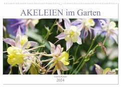 Akeleien im Garten (Wandkalender 2024 DIN A2 quer), CALVENDO Monatskalender
