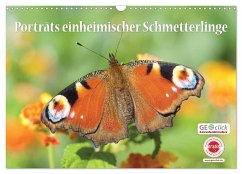 GEOclick Lernkalender: Porträts einheimischer Schmetterlinge (Wandkalender 2024 DIN A3 quer), CALVENDO Monatskalender