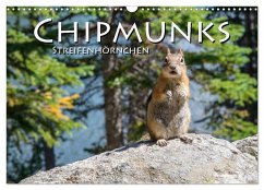 Chipmunks Streifenhörnchen (Wandkalender 2024 DIN A3 quer), CALVENDO Monatskalender