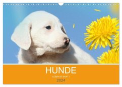 HUNDE LEBEN IST BUNT (Wandkalender 2024 DIN A3 quer), CALVENDO Monatskalender - Eckerl Tierfotografie, Petra