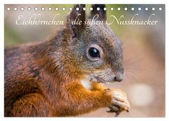 Eichhörnchen - die süßen Nussknacker (Tischkalender 2024 DIN A5 quer), CALVENDO Monatskalender - Holtz, Alena