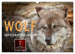 Wolf - Imposanter Jäger (Wandkalender 2024 DIN A3 quer), CALVENDO Monatskalender