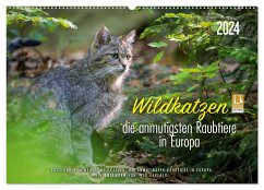 Wildkatzen - die anmutigsten Raubiere in Europa. (Wandkalender 2024 DIN A2 quer), CALVENDO Monatskalender