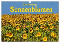 Ein Jahr lang Sonnenblumen (Wandkalender 2024 DIN A3 quer), CALVENDO Monatskalender