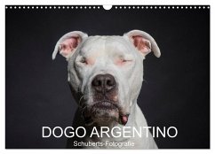 DOGO ARGENTINO (Wandkalender 2024 DIN A3 quer), CALVENDO Monatskalender
