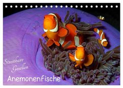 Anemonenfische - Streitbare Gesellen (Tischkalender 2024 DIN A5 quer), CALVENDO Monatskalender