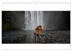 Islandpferde Kalender - Pferde von der Insel aus Feuer und Eis (Wandkalender 2024 DIN A4 quer), CALVENDO Monatskalender
