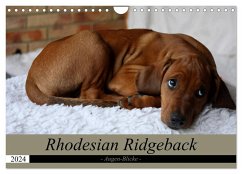 Rhodesian Ridgeback Augen-Blicke (Wandkalender 2024 DIN A4 quer), CALVENDO Monatskalender