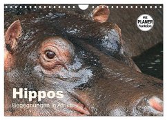 Hippos - Begegnungen in Afrika (Wandkalender 2024 DIN A4 quer), CALVENDO Monatskalender - Herzog, Michael
