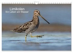 Limikolen - Ein Leben am Wasser (Wandkalender 2024 DIN A4 quer), CALVENDO Monatskalender - Wenner, Martin