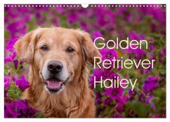 Golden Retriever Hailey Fotokalender (Wandkalender 2024 DIN A3 quer), CALVENDO Monatskalender