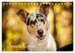 Smooth Collies (Tischkalender 2024 DIN A5 quer), CALVENDO Monatskalender