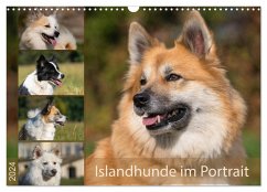 Islandhunde im Portrait (Wandkalender 2024 DIN A3 quer), CALVENDO Monatskalender