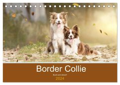 Border Collie - Bunt und clever! (Tischkalender 2024 DIN A5 quer), CALVENDO Monatskalender