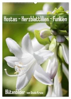Hostas Herzblattlilien Funkien (Wandkalender 2024 DIN A2 hoch), CALVENDO Monatskalender