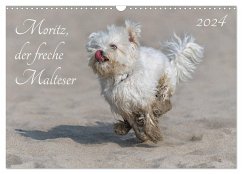 Moritz, der freche Malteser (Wandkalender 2024 DIN A3 quer), CALVENDO Monatskalender