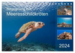Begegnung mit Meeresschildkröten (Tischkalender 2024 DIN A5 quer), CALVENDO Monatskalender - & Tilo Kühnast - naturepics, Yvonne