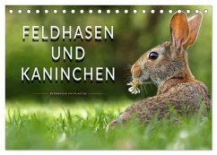 Feldhasen und Kaninchen (Tischkalender 2024 DIN A5 quer), CALVENDO Monatskalender