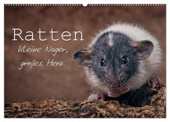 Ratten. Kleine Nager, großes Herz. (Wandkalender 2024 DIN A2 quer), CALVENDO Monatskalender